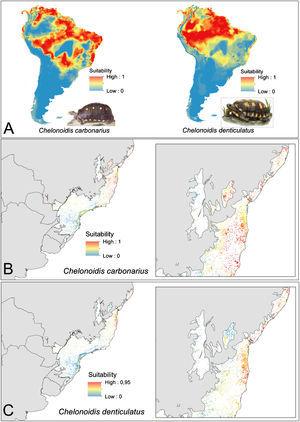 Tortoise species distribution patterns. (A) Distribution predictions across the South American continent. (B) Suitability of Atlantic Forest remnants for C. carbonarius. (C) Suitability of Atlantic Forest remnants for C. denticulatus. The suitability values vary between 0 (low suitability) and 1 (high suitability).