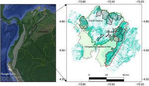 Black-and-chestnut Eagle distribution range (left; http://www.birdlife.org). Forest cover in the study area of the Guavio Region is shown in green (right), Cundinamarca department of Colombia. Villages (n=20, hatched areas) were selected in two forest management units (or Unidades Administrativas de Ordenación Forestal – UAOF): the UAOF Guavio and UAOF Farallones (dashed line polygons).