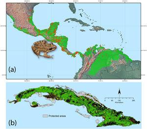 Ecological niche model for Leptodactylus fragilis based on 462 occurrence records (orange points) from its native range, green shading indicates the suitable climatic area using “10th percentile training presence” threshold (a). Potential distribution of L. fragilis onto the Cuban archipelago (green area) based on ENM and suitable land cover, the orange spot indicates the known localities of L. fragilis; the records of presence of Peltophryne empusa (yellow triangles) from Alonso Bosch (2011) and Rivalta et al. (2014) (b). (For interpretation of the references to color in this figure legend, the reader is referred to the web version of this article.)