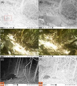 Camera trap records of domestic cats and wild animals. (A) chucao tapaculo (Scelorchilus rubecula) is shown in a site where cats roam (B, C). Cat (left) and guigna (right) recorded in the same location with one hour (Valdivian Coastal Reserve; C, D) and five days difference (Alerce Costero National Park; E, F).