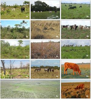 Cerrado - (1a) with cattle, (1b) four years without cattle, (1c) nine years without cattle and (1d) ten years without cattle and after fire; Pantanal - (2a) typical floodplain physiognomy (2b) Moderate grazing intensity, with greater presence of Axonopus purpusii, (2c) Campo Limpo physiognomy with the dominance of Andropon hypogynus and Axonopus purpuii without grazing; Amazon - Mesic savanna with dominance of Trachypogon plumosus in Amapá state: (3a) rotational management with Santa Inês sheep breed, (3b) overgrazed grassland and (3c) cattle grazing; (4a) Lavraderos horses in a native grassland in Roraima state; Pampa – overgrazed grassland (5a) and grassland structure under low (5b) grazing intensity treatment and (5c) aerial photo of low-intensity grazing treatment with patchy vegetation structure in a LTER experiment at the experimental station of the Federal University of Rio Grande do Sul. Authors of images in Appendix A.