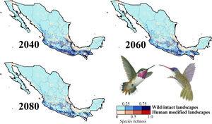 Species richness patterns for non-migrant hummingbird species (n = 49 spp.) across Mexico projected for years 2040, 2060, and 2080 assuming contiguous dispersion. The color gradient represents species richness for each scenario analyzed. Darker color in maps indicates the higher hummingbird hotspots areas (i.e., higher species richness) in both human-modified (red) and intact (blue) landscapes. Detailed results for the no dispersal ability scenarios are available in the Appendix 2. The birds shown in the figure are Selasphorus heloisa (left), and Leucolia violiceps (right). The bird pictures were taken from "Colibríes de México y Norteamérica" (Arizmendi and Berlanga-García, 2014)