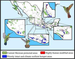 Maps showing the current Mexican protected areas (PAs), the priority and climate-resilient hummingbird hotspot areas identified in our study. For the proposed areas, we show the sites that coincided with highly human-modified areas (red) for both current and 2050 scenarios. Birds shown in the figure are Thalurania ridgwayi (♀endemic to western Mexico; left), Lophornis brachylophus (endemic to Guerrero state; middle), and Saucerottia beryllina (right). The bird pictures were taken from "Colibríes de México y Norteamérica" (Arizmendi and Berlanga-García, 2014)
