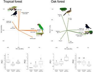 Bird trait covariation patterns (weighted-PC × bird abundance) within the tropical forest and the oak forest of the Alto Balsas region. Sketches show the bird species with the highest scores for each PC in the tropical forest (Military Macaw, Bronzed Cowbird) and oak forest (Bronzed Cowbird, West-Mexican Chachalaca). The anthropization level where those birds were mainly recorded are also sketched. The box-and-whisker plots below each PCA biplot show significant differences in the PERMANOVA post-hoc tests as letters between anthropization levels (p < 0.05; groups that do not share a letter differ significantly).