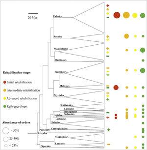 Phylogeny of angiosperm tree species sampled in this study. Positive and negative signals indicate more or fewer daughter taxa than expected by chance, respectively, from nodesig analysis within distinct rehabilitation stages (p value ≤ 0.05; for details on nodesig analysis, see Supplementary Material 3).