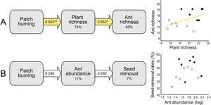 Structural equation models (SEM) testing indirect fire effects on (A) ant species richness through changes in plant species richness at 12 months post-fire, and (B) seed removal rates (%) through changes on ant abundance of selected species (see Supplementary Material 2) at 1-month post-fire. The percentage number within the boxes indicate the conditional R-squared of the relationship. Yellow arrows represent positive relationships (**p < 0.01; *p < 0.05), and white arrows non-significant relationships (p > 0.05). In the scatterplots, black circles represent burned plots and white circles control plots.