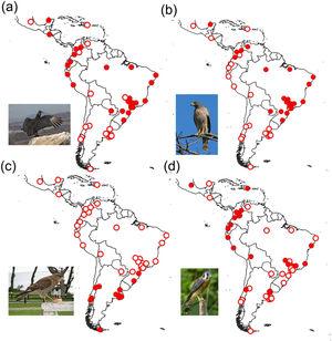 Presence (filled red circles) of (a) the Black Vulture (Coragyps atratus), (b) the Roadside Hawk (Rupornis magnirostris), (c) the Caracara Chimango (Phalcoboenus chimango) and (d) the American Kestrel (Falco sparverius) in cities of the Neotropics. Photo credits: Amestone1, Wagner Machado Carlos Lemes, hozdiamant and Greg Hume.