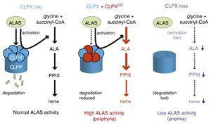 The Role Of ClpX In Erythropoietic Protoporphyria | Hematology ...