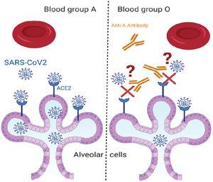 Blood group interferance with the SARS-CoV-2 adhesion to host cells.