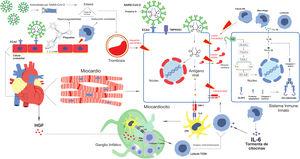 Posibles mecanismos fisiopatológicos de la miocarditis por SARS-CoV-2. C-Met: receptor de c-Met; CMH-I/II: complejo mayor de histocompatibilidad I/II; CPA: célula presentadora de antígeno; ECA2: enzima convertidora de angiotensina II; FVW: factor de Von Willebrand; Gp Ib: glucoproteína Ib; HGF: factor de crecimiento de hepatocitos; IL-1B: interleucina 1 beta; IL-6: interleucina 6; Nf-kB: factor nuclear kappa beta; NK: natural killer; NLRP3: molécula sensora; proteína S: proteína spike; SARS-CoV-2: coronavirus de tipo 2 causante del síndrome respiratorio agudo grave; TCR: receptor de células T; TLR: receptores tipo toll; TMPRSS2: proteasa transmembrana serina 2.